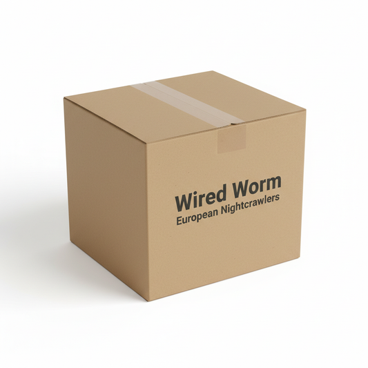 European Nightcrawlers Box