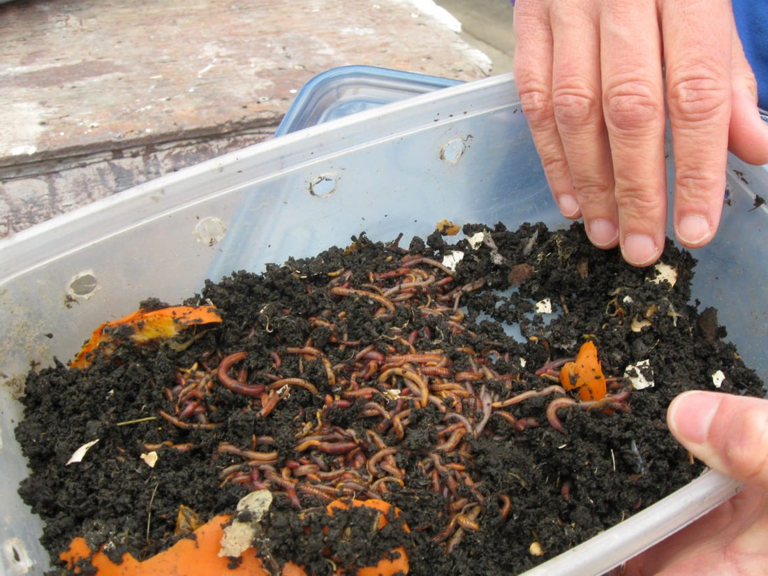 Guide to Red Wiggler Composting Worms: Everything You Need to Know