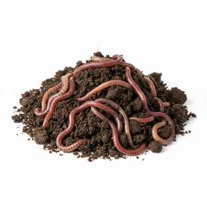 European Nightcrawlers — Live Composting Worms
