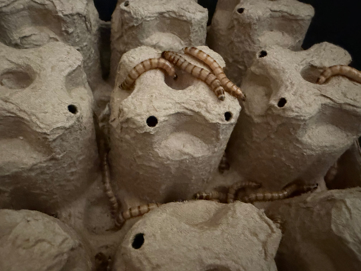 Live Super Worms