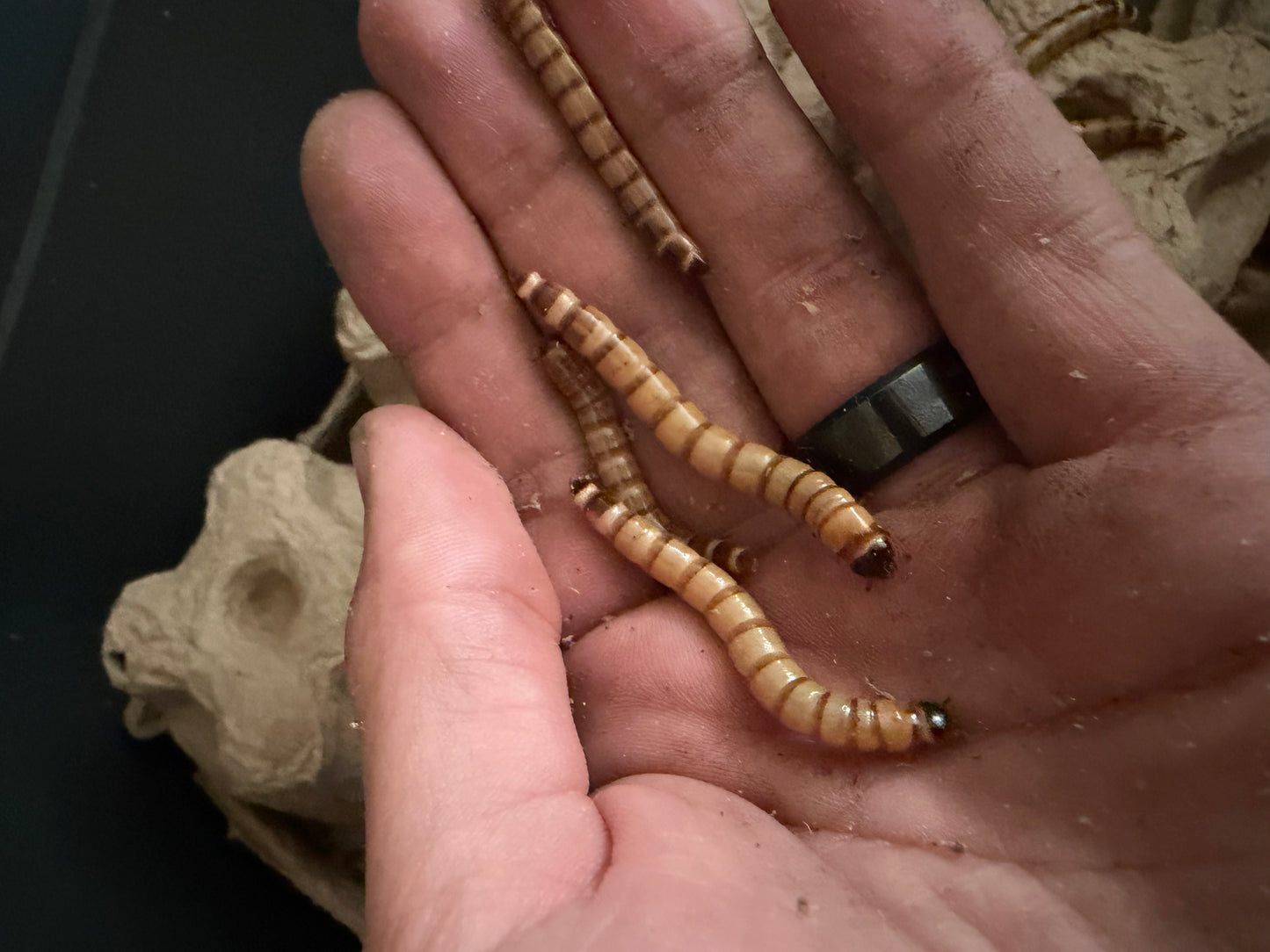Live Super Worms