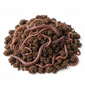 Composting Worm Mix — Red Wigglers + European Nightcrawlers