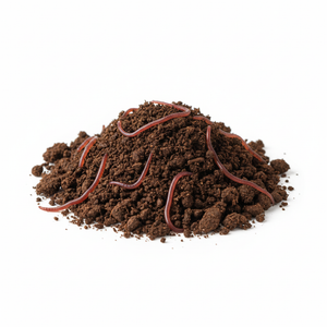 Red Wigglers — Live Composting Worms